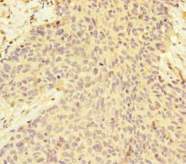 Polyclonal Rabbit anti-Human MAGOH Antibody (IHC, WB)