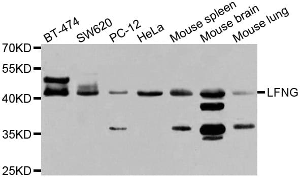 LFNG / Lunatic Fringe Antibody