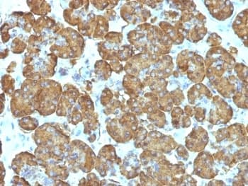 CYCS / Cytochrome c Antibody (aa66-104, clone SPM389)