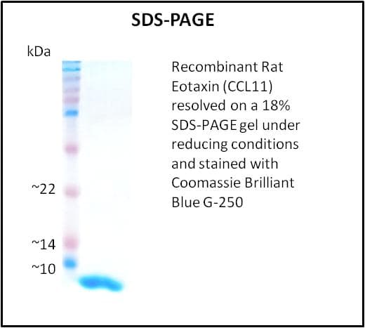 Rat CCL11 / Eotaxin Protein (Recombinant)