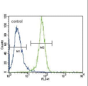 Polyclonal Rabbit anti-Human PGK1 / Phosphoglycerate Kinase Antibody (aa117-145, IHC, IF, WB)