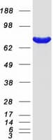 Human PRMT7 Protein (Recombinant Myc-DDK (Flag))