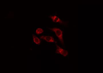 Polyclonal Rabbit anti-Human ATG16L1 / ATG16L Antibody (IF, WB)