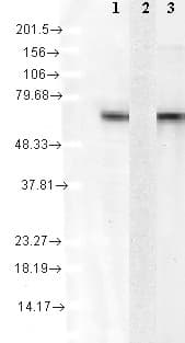 HSPA8 / HSC70 Antibody (clone 1F2-H5, PerCP)