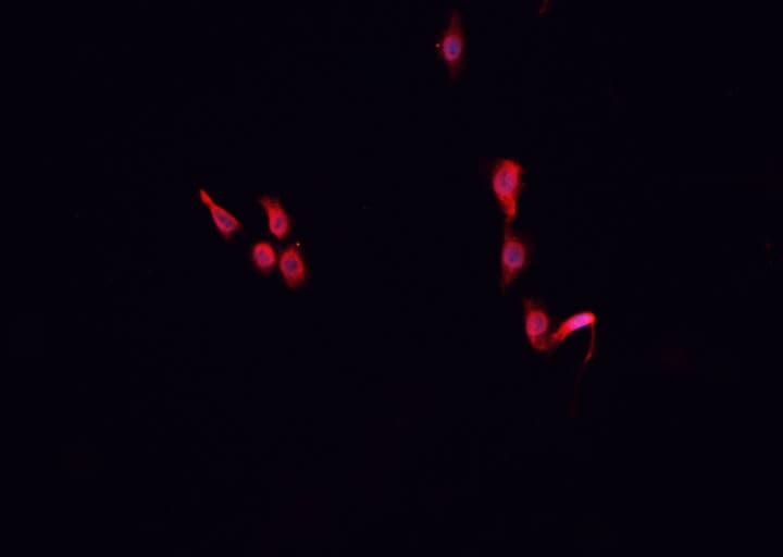 Polyclonal Rabbit anti-Human CUL2 / Cullin 2 Antibody (IHC, IF, WB)