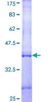 Human IFNA5 / Interferon Alpha 5 Protein (Recombinant GST, N-terminus)