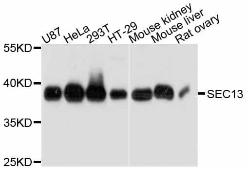 SEC13 Antibody