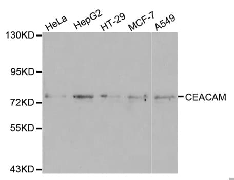 CEACAM5 / CD66e Antibody