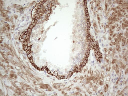Monoclonal Mouse anti-Human CDC6 Antibody (clone OTI1A4, Carrier-free, IHC, WB)
