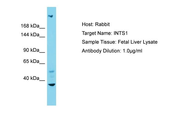 INT1 / INTS1 Antibody (N-Terminus)