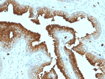 CD63 Antibody (clone MX-49.129.5, Ready-to-Use)
