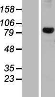 DHX32 Protein (Over-Expression Lysate Myc-DDK (Flag))