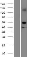 Human GRAMD2 Protein (Over-Expression Lysate Myc-DDK (Flag))