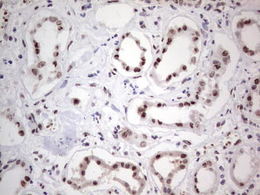 Monoclonal Mouse anti-Human C14orf166 Antibody (clone OTI4A3, IHC, WB)