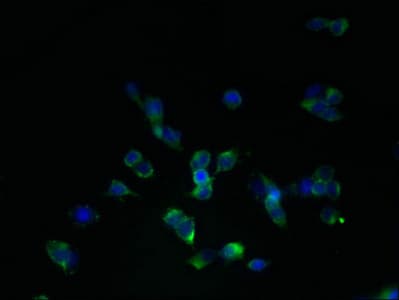 SLC22A24 Antibody