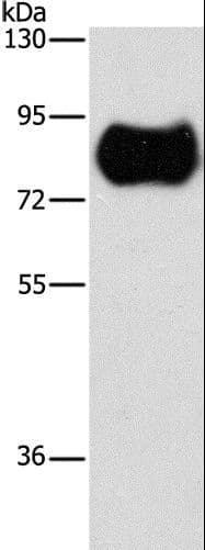 GCK / Germinal Center Kinase Antibody