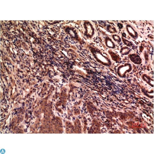 TUBG1 / Tubulin Gamma 1 Antibody