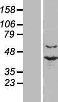 PRPF18 Protein (Over-Expression Lysate Myc-DDK (Flag))
