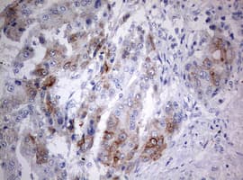 MAATS1 Antibody (aa1-313, clone OTI6G1)