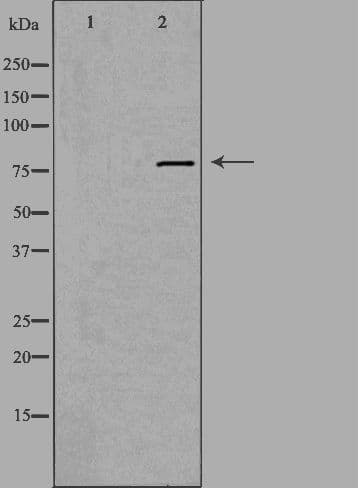 Polyclonal Rabbit anti-Human EHHADH / Enoyl-Coa Hydratase Antibody (IHC, IF, WB)