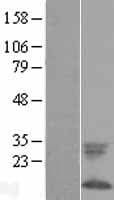 FXYD1 / Phospholemman Protein (Over-Expression Lysate Myc-DDK (Flag))