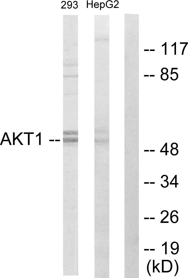 AKT1 Antibody (aa11-60)