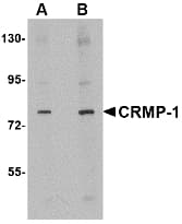 IHC-plus™ CRMP1 Antibody