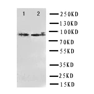DAXX Antibody (aa325-341)