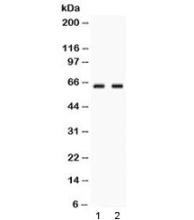 GPI Antibody