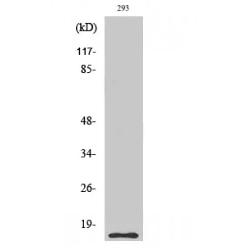 CASP5 / Caspase 5 Antibody (290-370 aa, C-terminal)