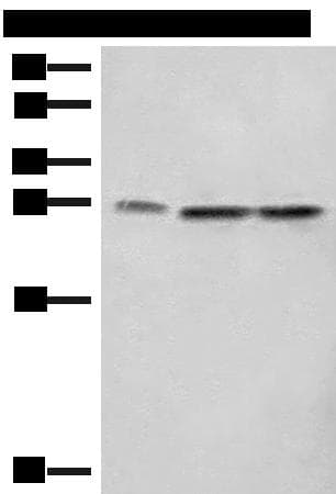 SEC22B Antibody