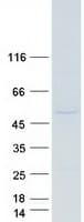 Human EIF3E Protein (Recombinant Myc-DDK (Flag))