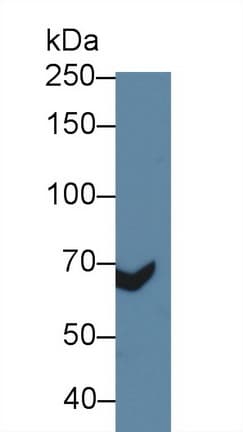 ADGRE5 / CD97 Antibody (aa191-304)