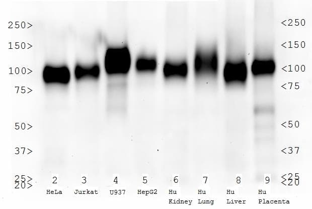 LAMP2 / CD107b Antibody (clone H4B4)