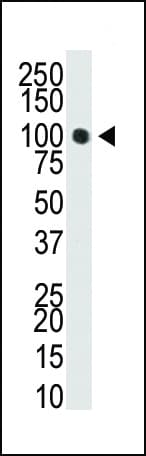 DNMT3A Antibody (aa457-486)
