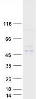 Human INHBC Protein (Recombinant Myc-DDK (Flag))