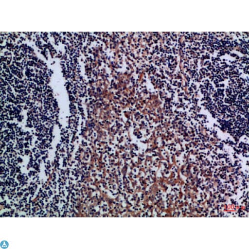 CD300A Antibody
