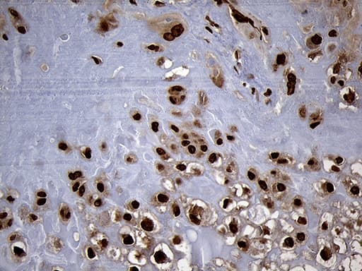 SPANXB1 Antibody (clone OTI6G2, Carrier-free)