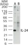 IHC-plus™ IL24 Antibody (aa100-150)