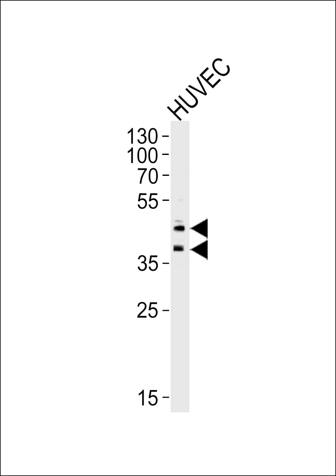 IHC-plus™ Monoclonal Mouse anti-Human CD34 Antibody (clone 132CT29.1.5, aa185-214, IHC, WB)