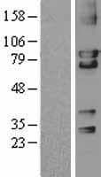 PRKG2 / CGKII Protein (Over-Expression Lysate Myc-DDK (Flag))