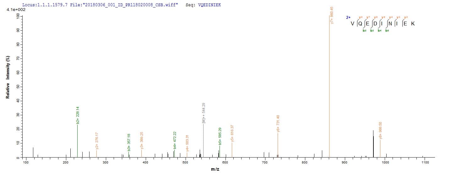 Neisseria meningitidis porB Protein (Recombinant 6His, N-terminus)