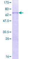 Human SNAP45 / SNAPC2 Protein (Recombinant GST)