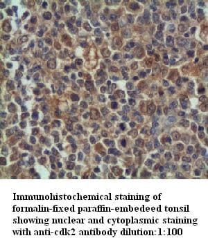 CDK2 Antibody
