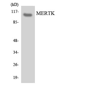 MER / MERTK Antibody (aa30-79)