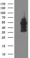 DOK2 Antibody (clone OTI1A4, Carrier-free)