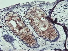 ARL8 / ARL5B Antibody (clone OTI2D7, Carrier-free)