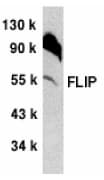 CFLAR / FLIP Antibody