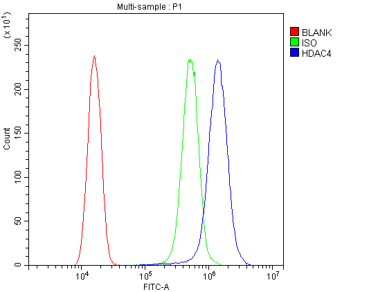 HDAC4 Antibody
