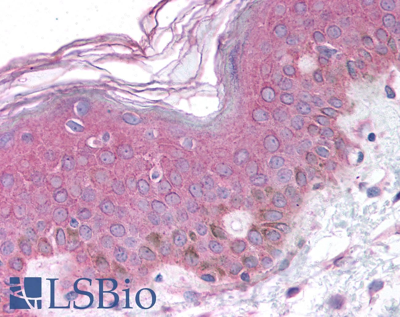 IHC-plus™ BARD1 Antibody (aa108-124)